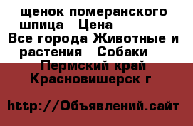 щенок померанского шпица › Цена ­ 45 000 - Все города Животные и растения » Собаки   . Пермский край,Красновишерск г.